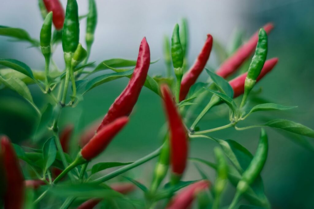 CDC Terbitkan Peringatan Wabah Salmonella Cabai Jalapeno di AS