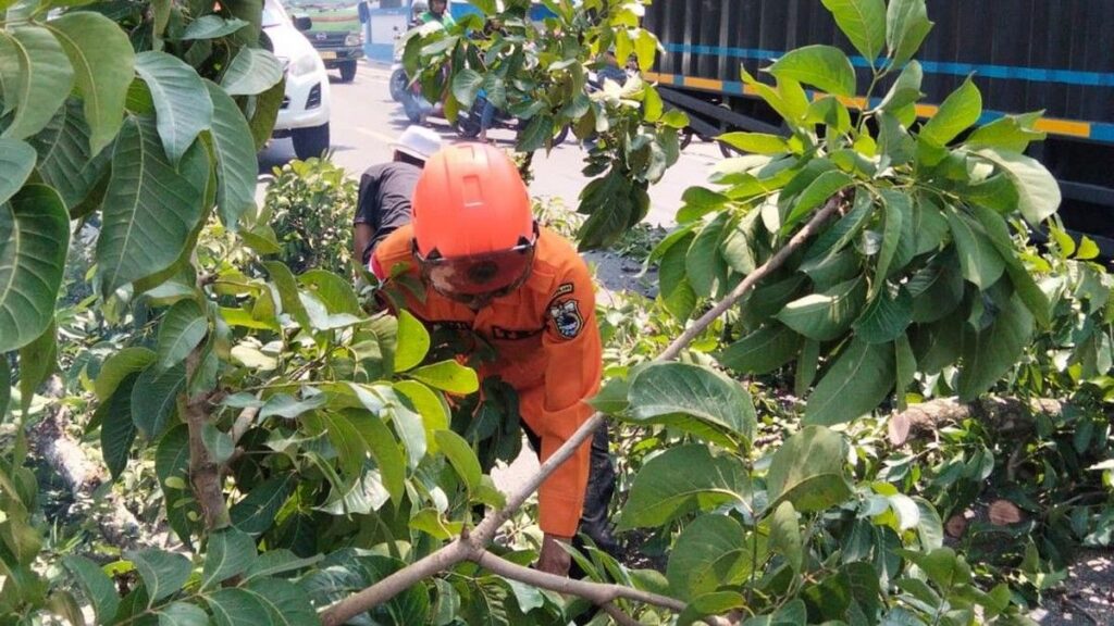 Pohon Tumbang Menimpa Truk di Pandeglang Candi Tersendat