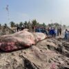 Hiu Tutul Raksasa Mati Terdampar di Pantai Batukaras Pangandaran