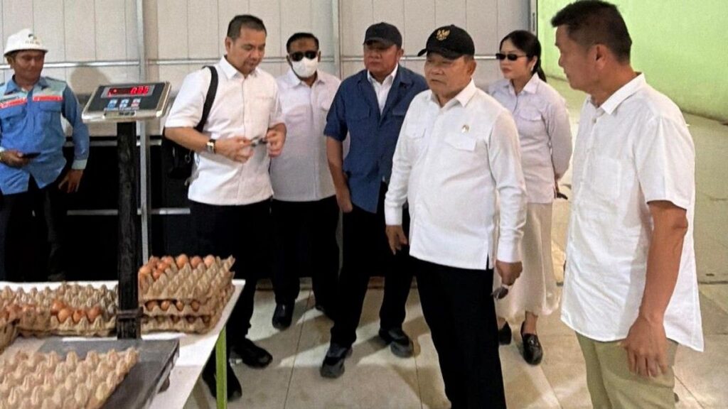 Herman Deru Tinjau Peternakan Ayam Petelur di Banyuasin