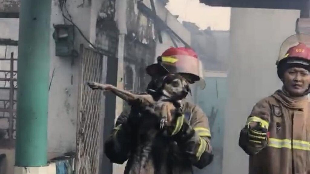 Damkar Kota Depok Selamatkan Anjing dari Kebakaran Rumah Sukmajaya