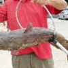 Lele Raksasa Catzilla Merusak Timbangan Pemancing di California