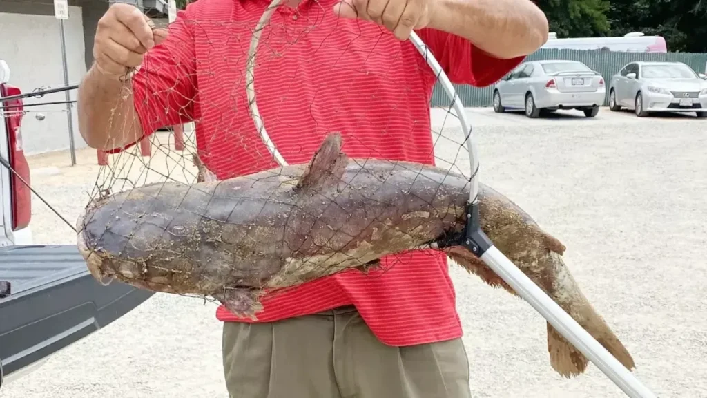Lele Raksasa Catzilla Merusak Timbangan Pemancing di California