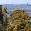 Alasan Rumput Laut Bukan Tumbuhan Meski Hijau dan Berfotosintesis