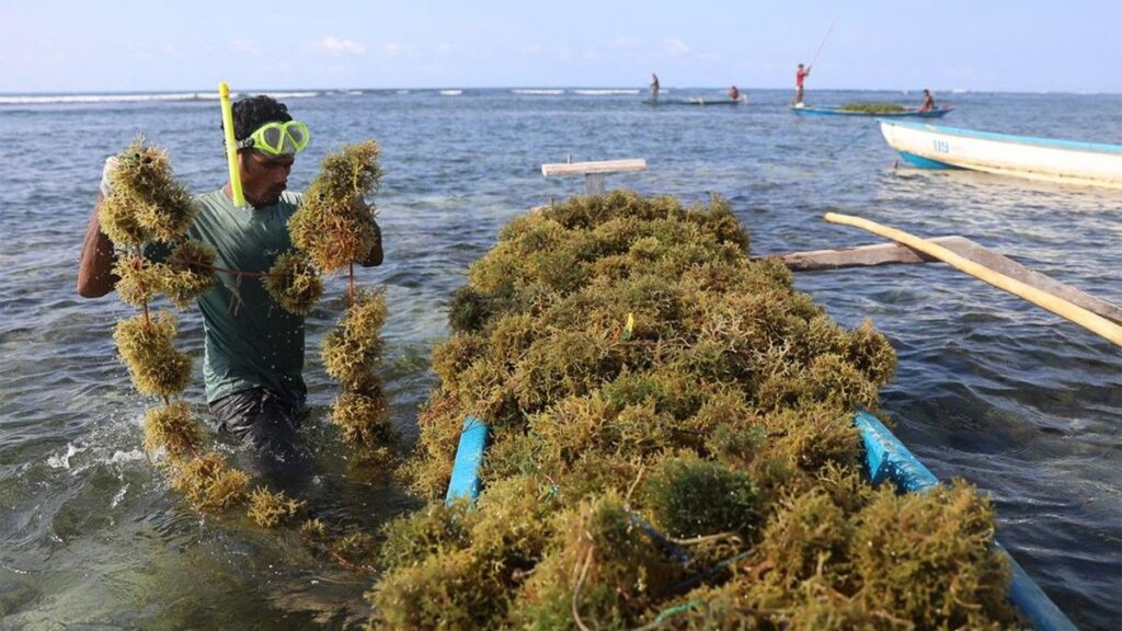Alasan Rumput Laut Bukan Tumbuhan Meski Hijau dan Berfotosintesis