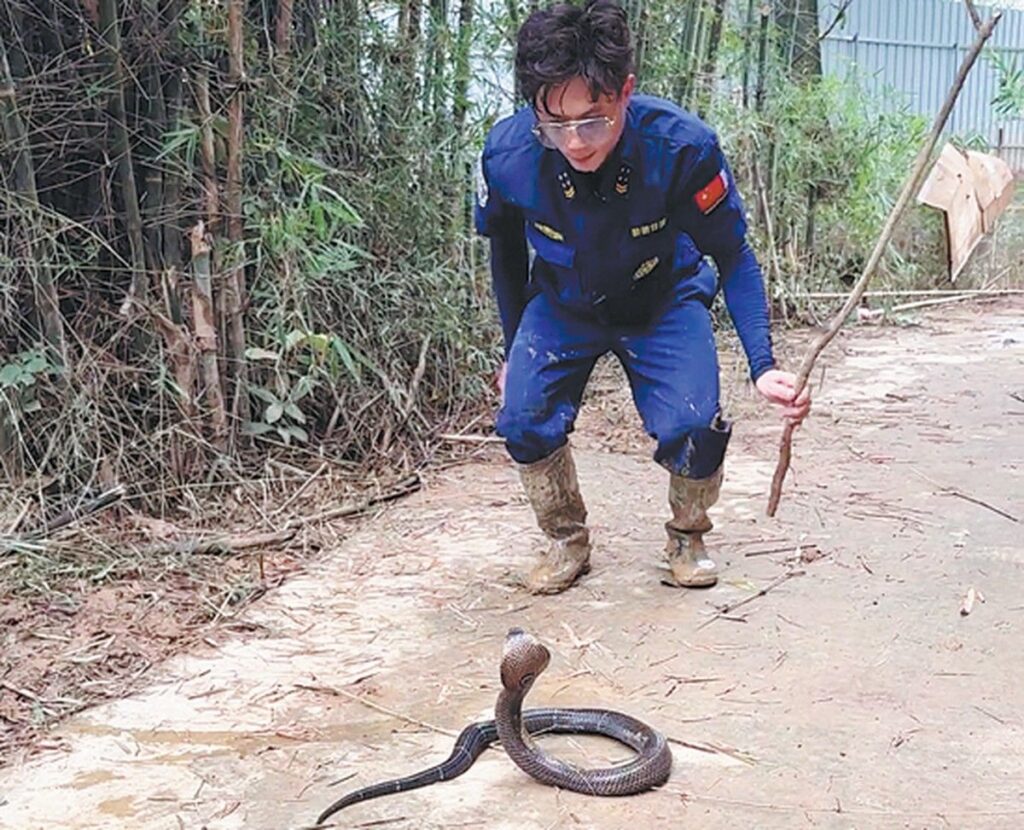 Banjir China Lepaskan Ratusan Ular, Warga Hengzhou Hadapi Ancaman Gigitan