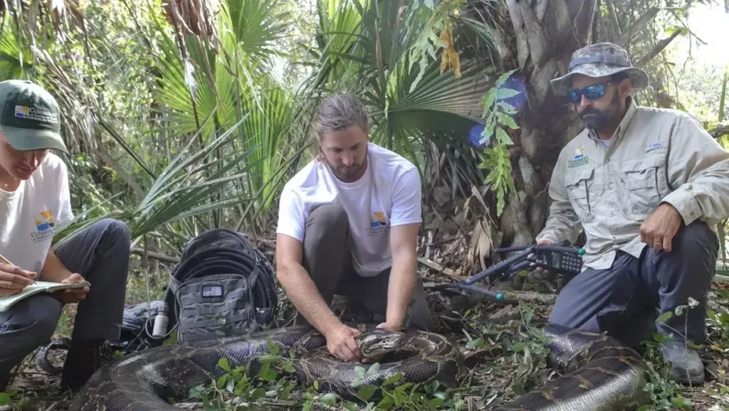 FWC mengumumkan pemenang Python Challenge 2026 di Everglades