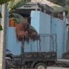 Orang Utan Solo Safari Kabur Hingga Kawasan UNS