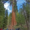 Mengenal General Grant Tree Pohon Raksasa Berusia 16 Abad di California