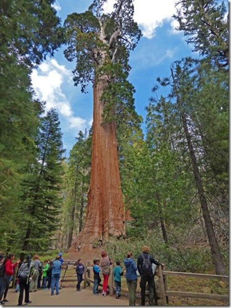 Mengenal General Grant Tree Pohon Raksasa Berusia 16 Abad di California