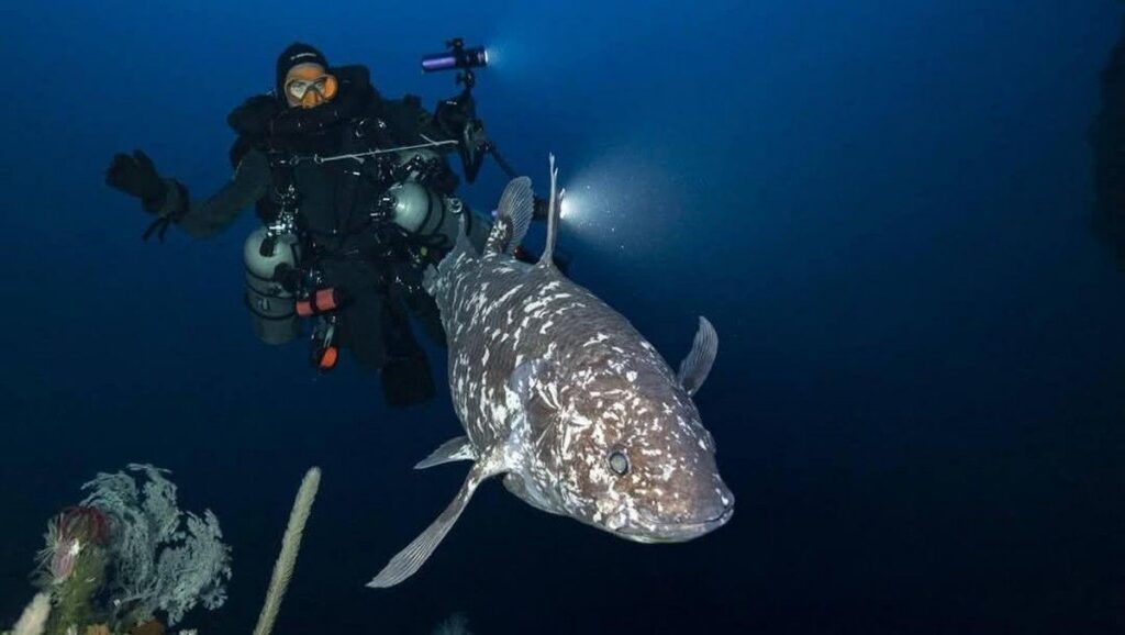 Penemuan Ikan Coelacanth yang Diperkirakan Punah Selama 66 Juta Tahun di Afrika Selatan