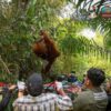 BKSDA Evakuasi Tiga Orang Utan Terdampak Karhutla di Ketapang