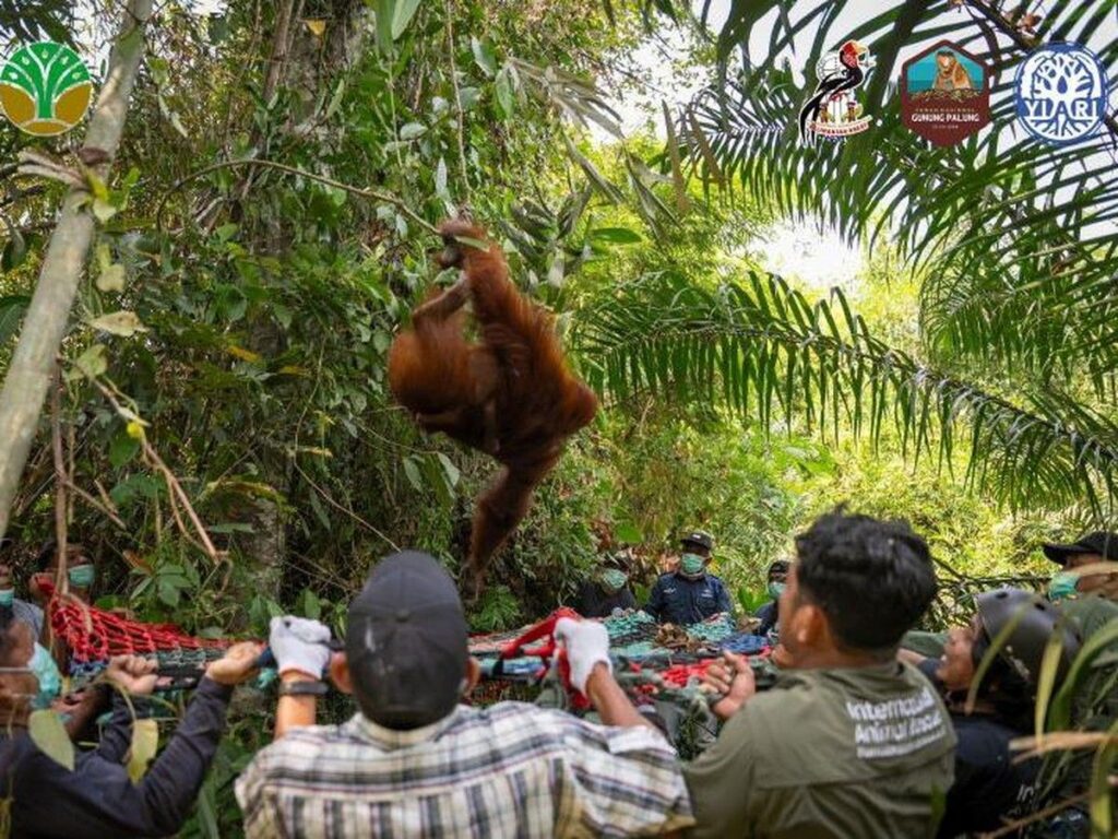 BKSDA Evakuasi Tiga Orang Utan Terdampak Karhutla di Ketapang