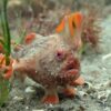 Populasi Ikan Red Handfish di Tasmania Terancam Punah, Hanya Tersisa 250 Ekor
