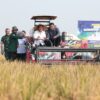 Jawa Tengah Capai Produksi Padi 6,74 Juta Ton hingga Juli 2026