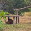 Orang Utan Solo Safari Kabur dan Akali Pengaman Listrik