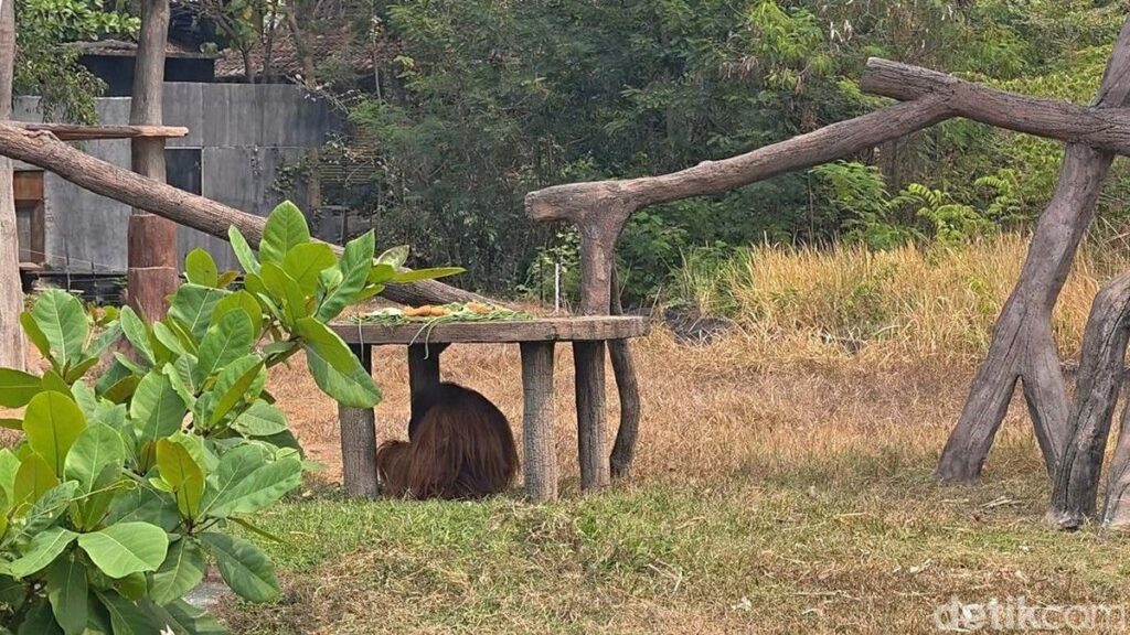 Orang Utan Solo Safari Kabur dan Akali Pengaman Listrik