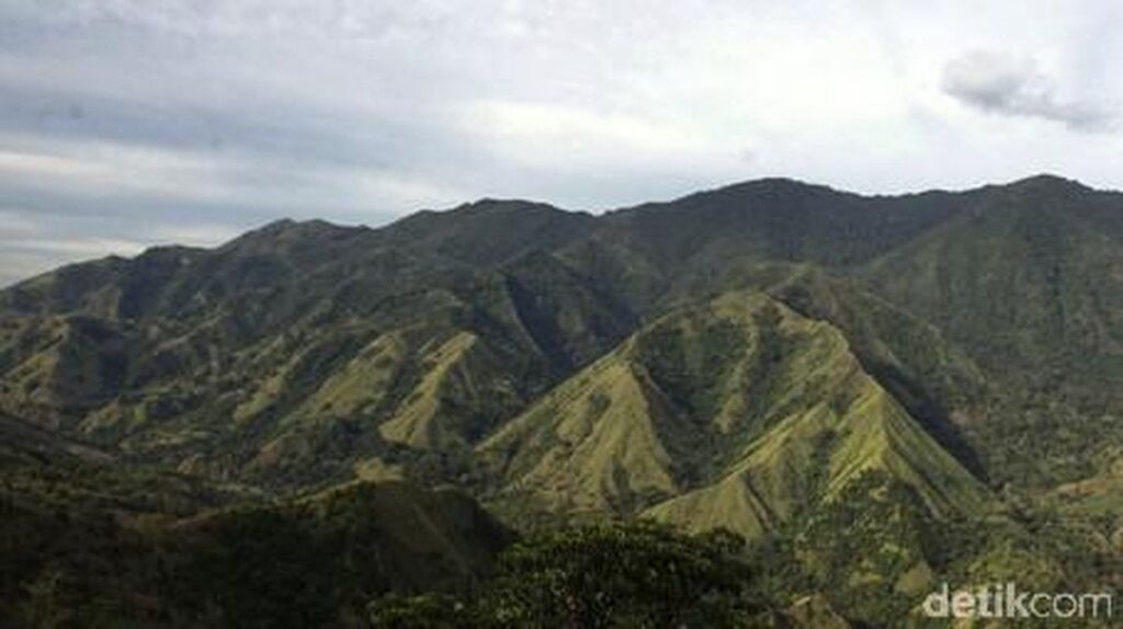 Kebakaran Lahap Hutan Pinus Gunung Nona di Enrekang