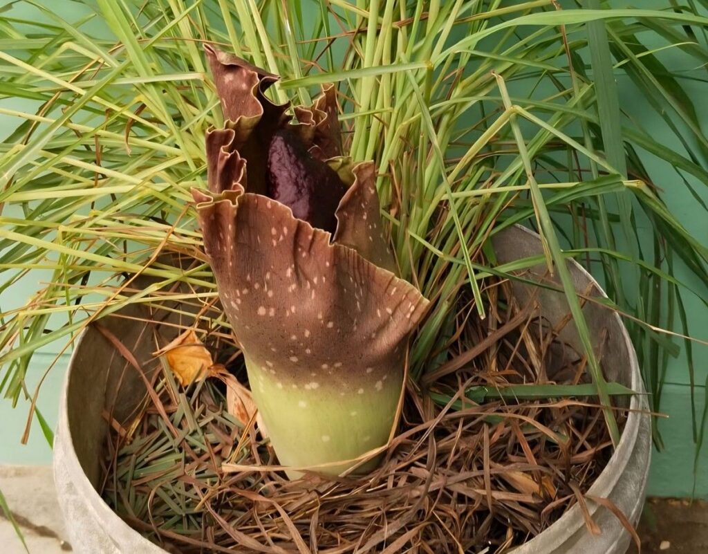 BRIN memastikan tanaman viral Bogor bukan Rafflesia arnoldii
