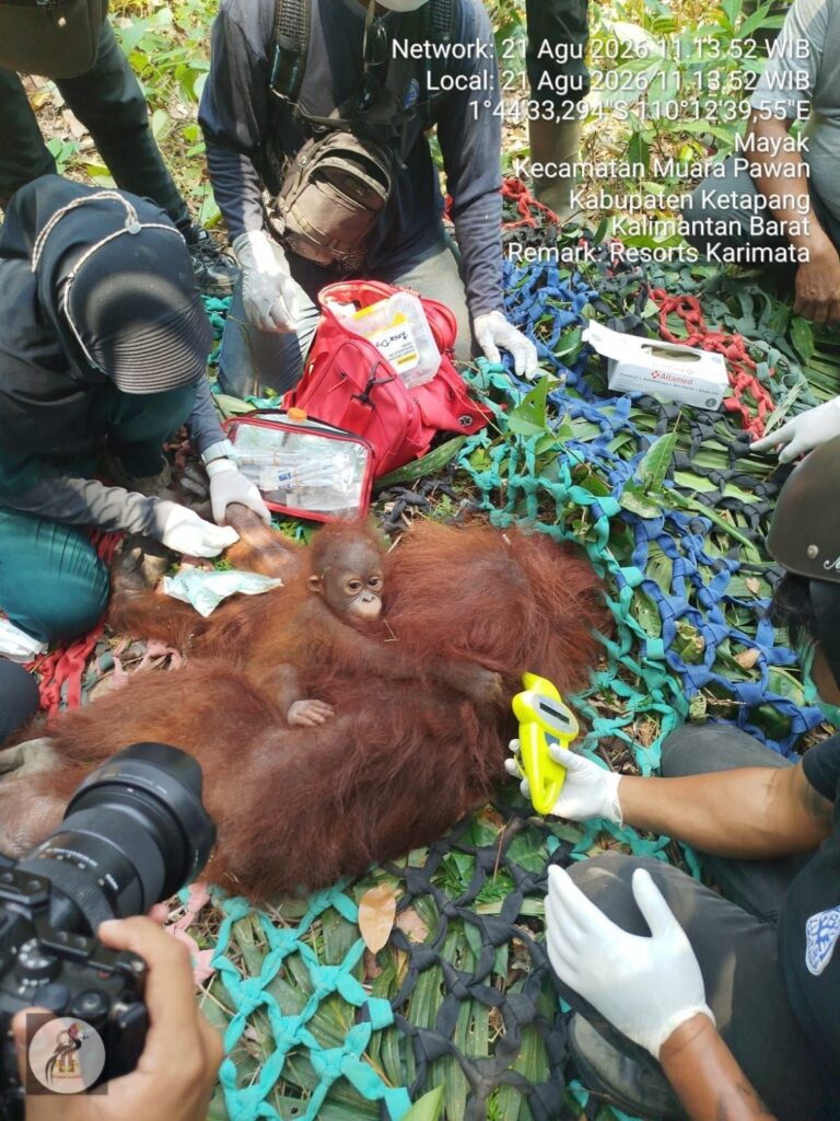 BKSDA Kalbar Evakuasi Tiga Orang Utan Keluar Habitat Akibat Kemarau