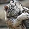 Kebun Binatang Kemaman Pamerkan Tiga Anak Harimau Bengal Putih