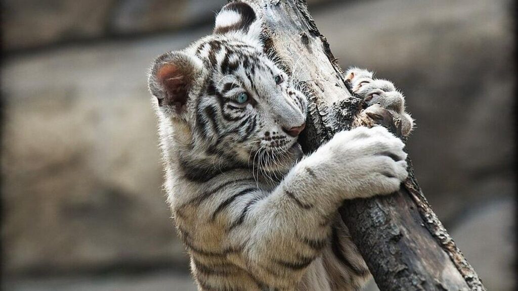 Kebun Binatang Kemaman Pamerkan Tiga Anak Harimau Bengal Putih