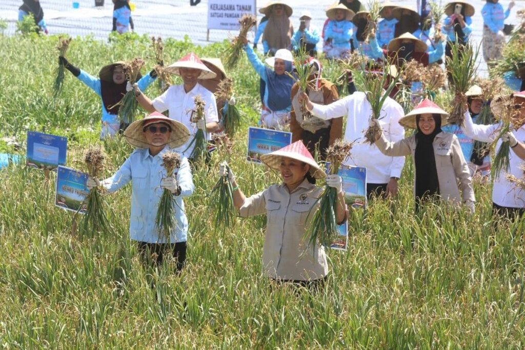 Pemerintah Gelar Panen Raya Bawang Putih di Sembalun Lombok Timur