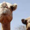 Panas Ekstrem di Afrika Mengancam Kelangsungan Hidup Populasi Unta