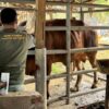 Kementan Salurkan 33.430 Ton Pakan Ternak Pascabencana di Aceh