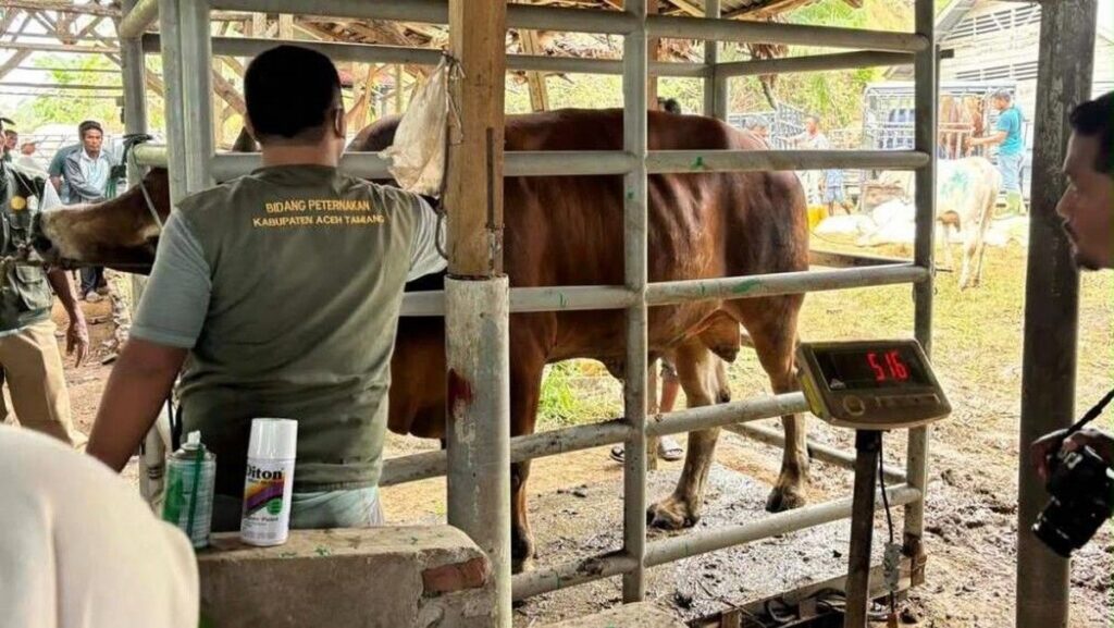 Kementan Salurkan 33.430 Ton Pakan Ternak Pascabencana di Aceh