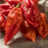 Bhut Jolokia dari India Pernah Raih Rekor Cabai Terpedas Dunia