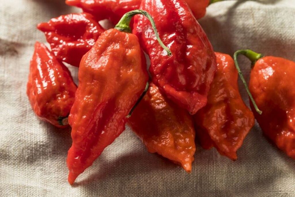 Bhut Jolokia dari India Pernah Raih Rekor Cabai Terpedas Dunia