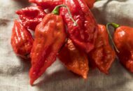 Bhut Jolokia dari India Pernah Raih Rekor Cabai Terpedas Dunia