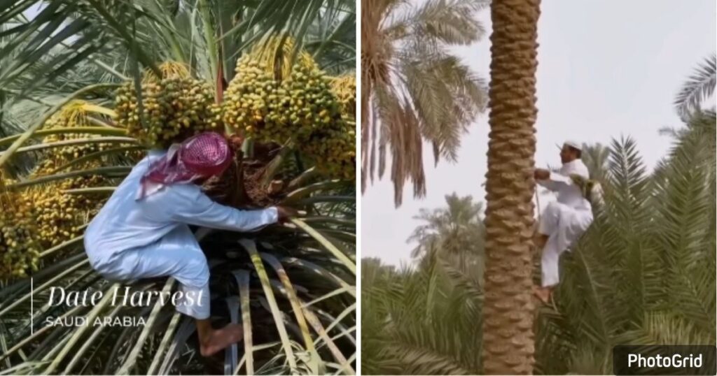 Petani Al Ahsa Arab Saudi Tradisi Panen Kurma Musim Panas