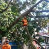 Pohon Durian Lapuk Tumbang Timpa Rumah Warga di Bogor Utara