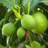 Sukun Berpotensi Jadi Superfood Lokal Penanggan Stunting