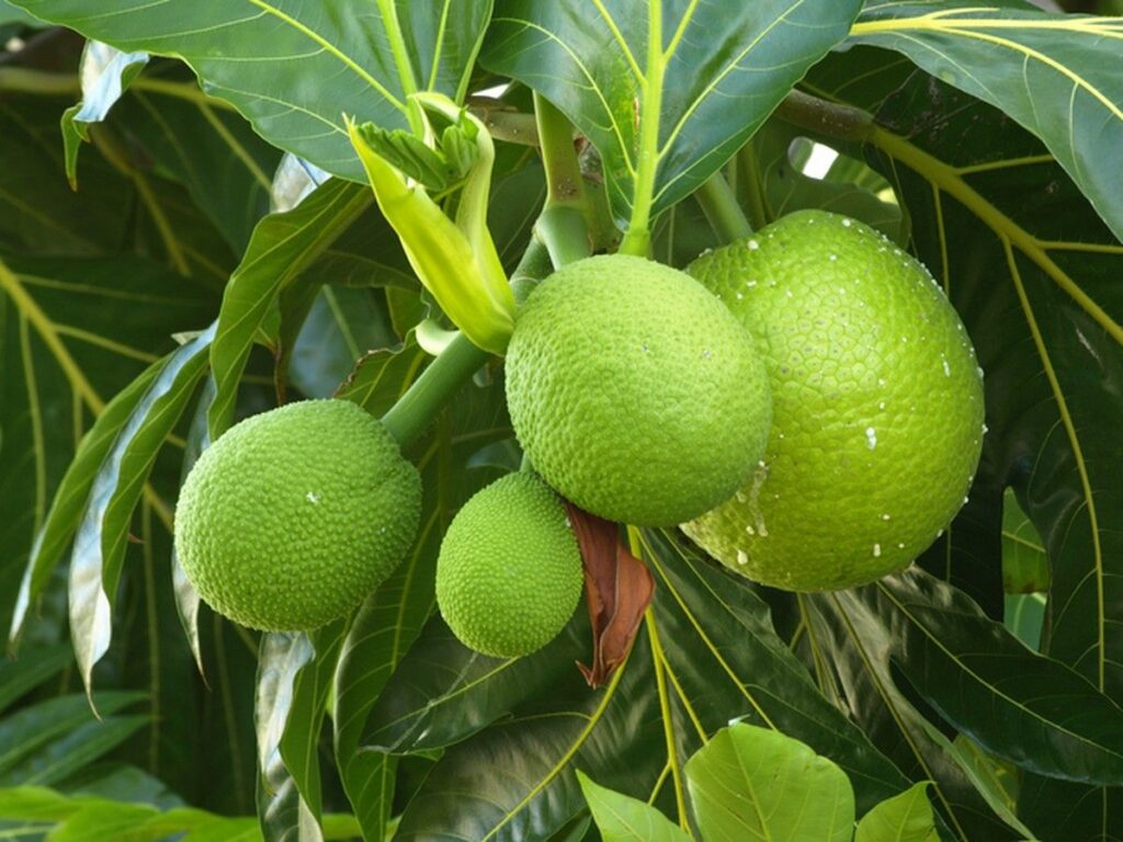 Sukun Berpotensi Jadi Superfood Lokal Penanggan Stunting