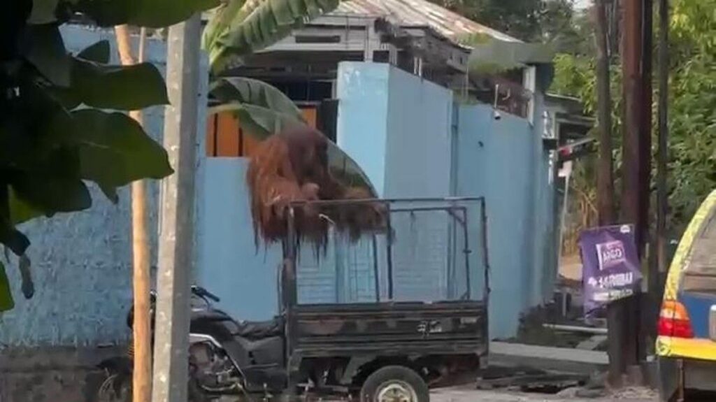 Orang Utan Solo Safari Lepas dan Merusak Motor Warga