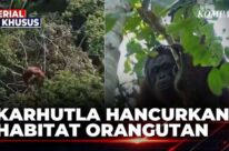 Menteri Lingkungan Hidup Tinjau Langsung Karhutla di Kampar Riau