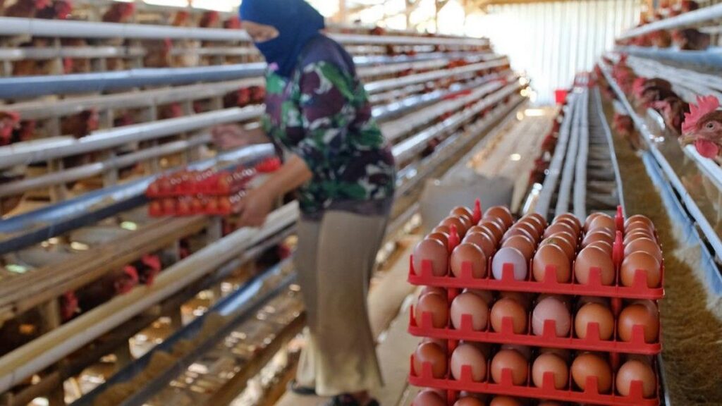 Mentan Wajibkan SPPG Serap Telur Peternak Rakyat