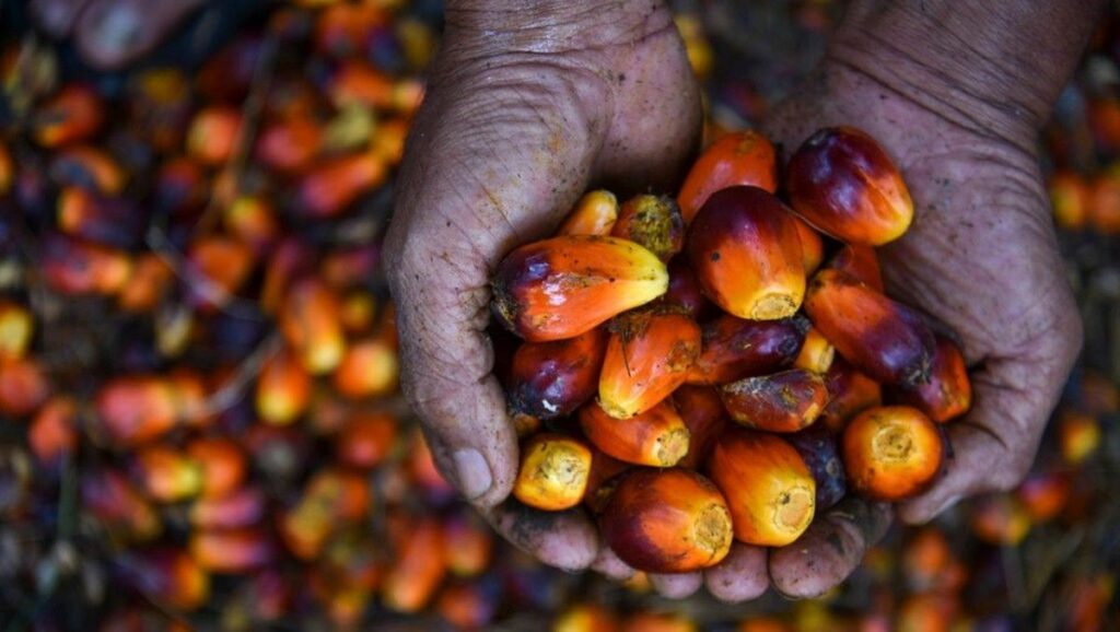 Kemendag Patok Harga Referensi CPO Agustus 2026 Turun Jadi US$ 996,52