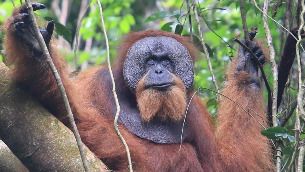 Populasi Orangutan Sumatra Menyusut Hingga 20 Persen