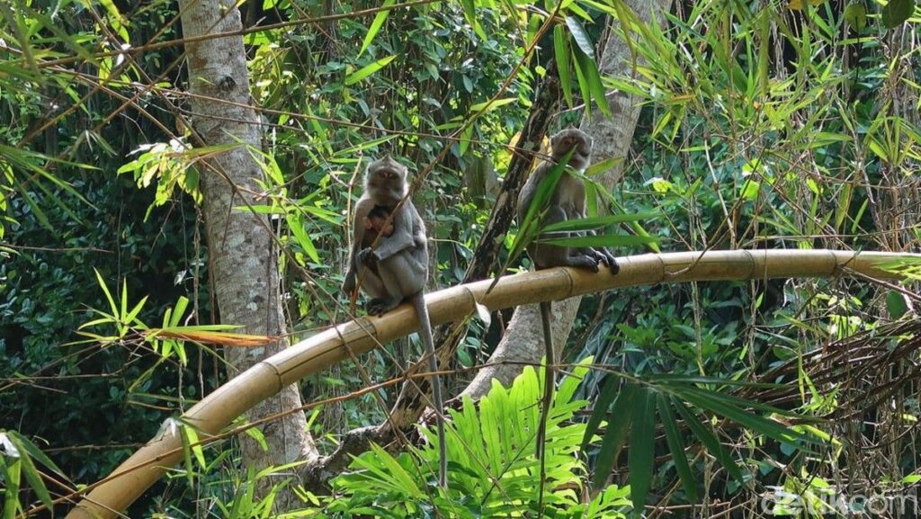Kera Ekor Panjang Serang Warga Tembilahan Riau