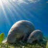 Lomba Seni AI Hari Dugong Thailand Menuai Kritik Warganet