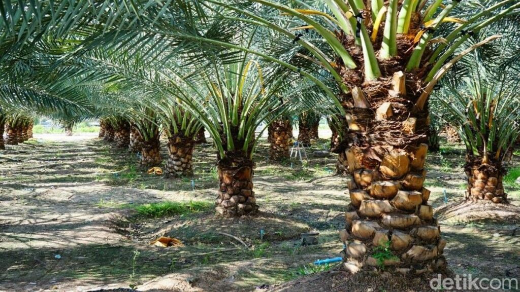 PT Agrinas Palma Buka Suara Soal Bentrokan Lahan Plasma Riau