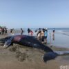 Penyebab Fenomena Mamalia Laut Terdampar Terungkap
