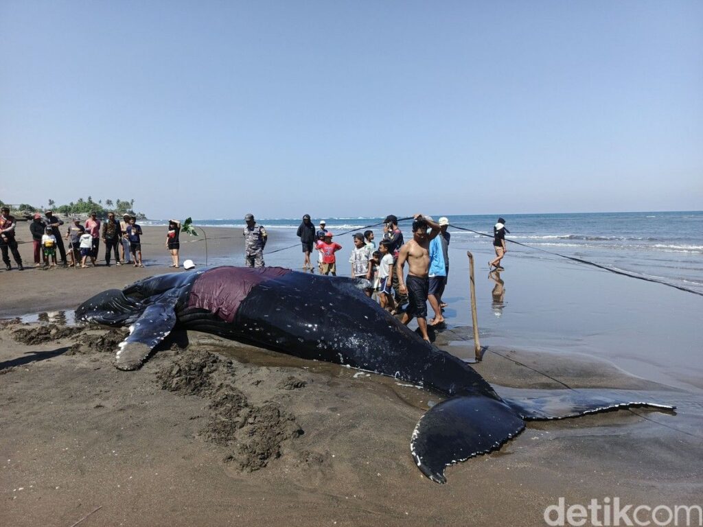 Penyebab Fenomena Mamalia Laut Terdampar Terungkap