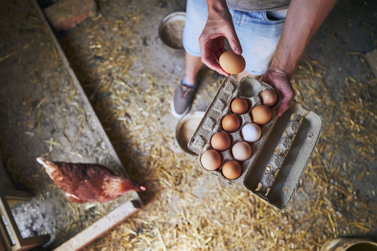 Membandingkan Kandungan Protein Ayam dan Telur Mana Lebih Unggul