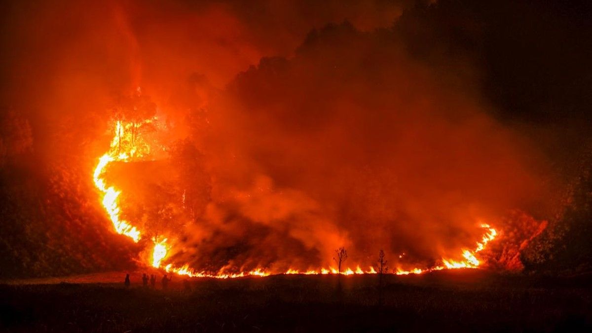 8 Fakta Terbaru Kebakaran Hutan di Kawasan Gunung Bromo 2026
