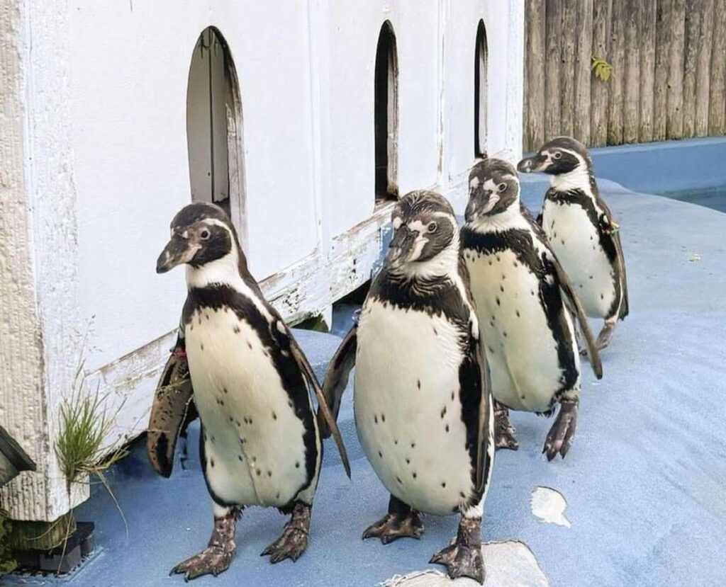Empat Penguin Kebun Binatang Yagiyama Sendai Mati Akibat Malaria Burung